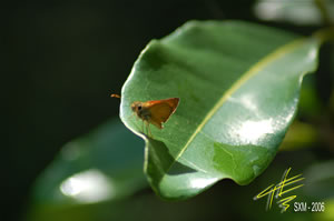 l'ecotourisme  Saint Martin