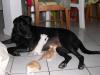 rumba & chatons