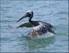 pelican