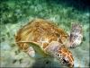 tortue