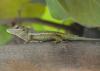lezard