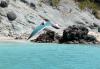 mouette