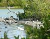 mangrove