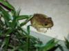 crapaud sxm