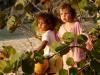 Les raisiniers