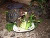 tortues sxm